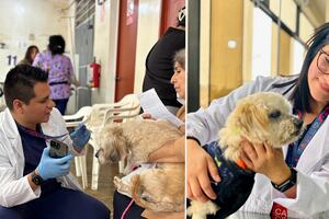Cuore y Oasis del Sur realizan una campaña cardiológica para mascotas de bajos recursos