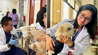 Cuore y Oasis del Sur realizan una campaña cardiológica para mascotas de bajos recursos