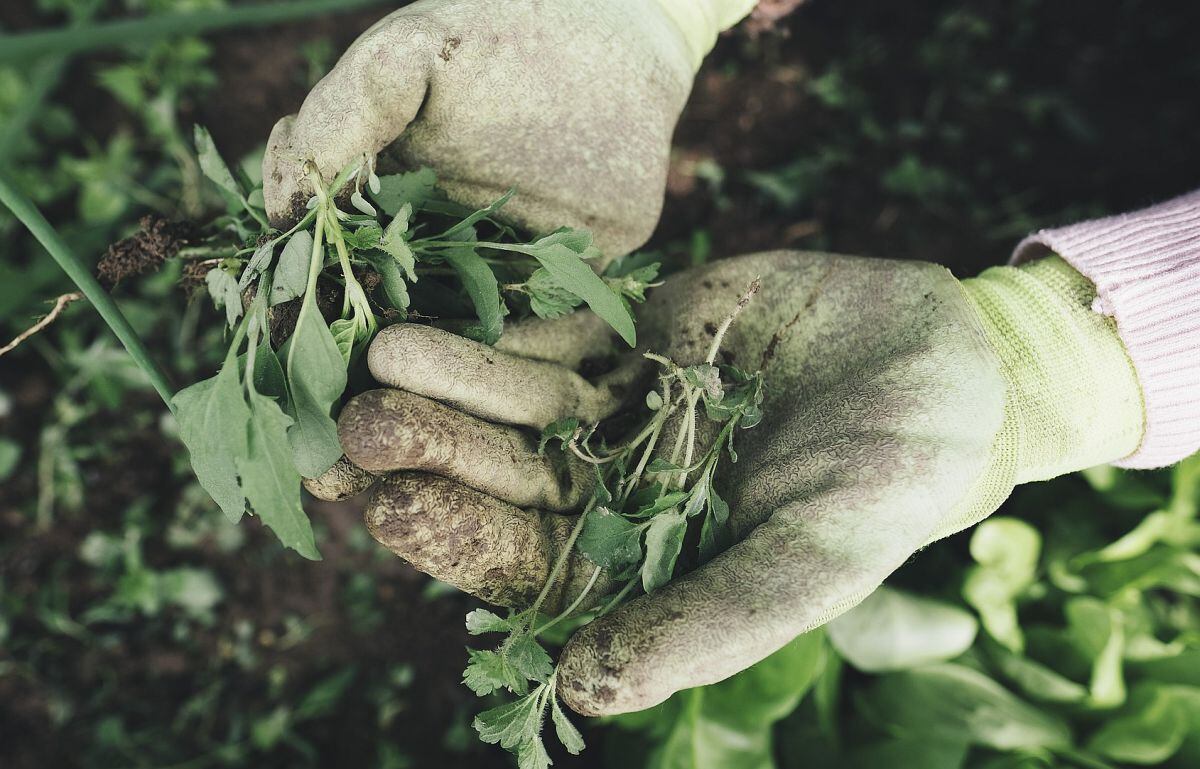 Novedoso método busca "llevar la agricultura a la siguiente fase de la tecnología". (Foto: Pixabay)