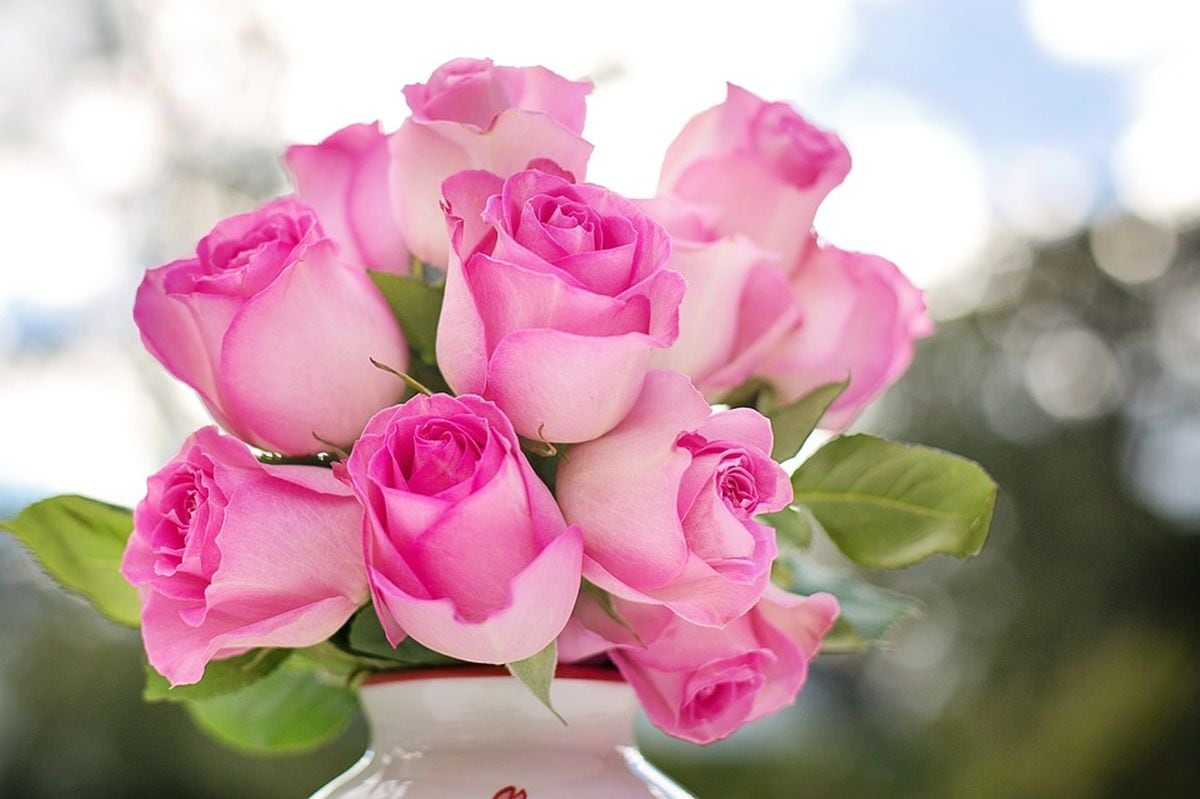 Las rosas son la mejor opción para dar a nuestros seres queridos el próximo 14 de febrero (Foto: Pixabay)