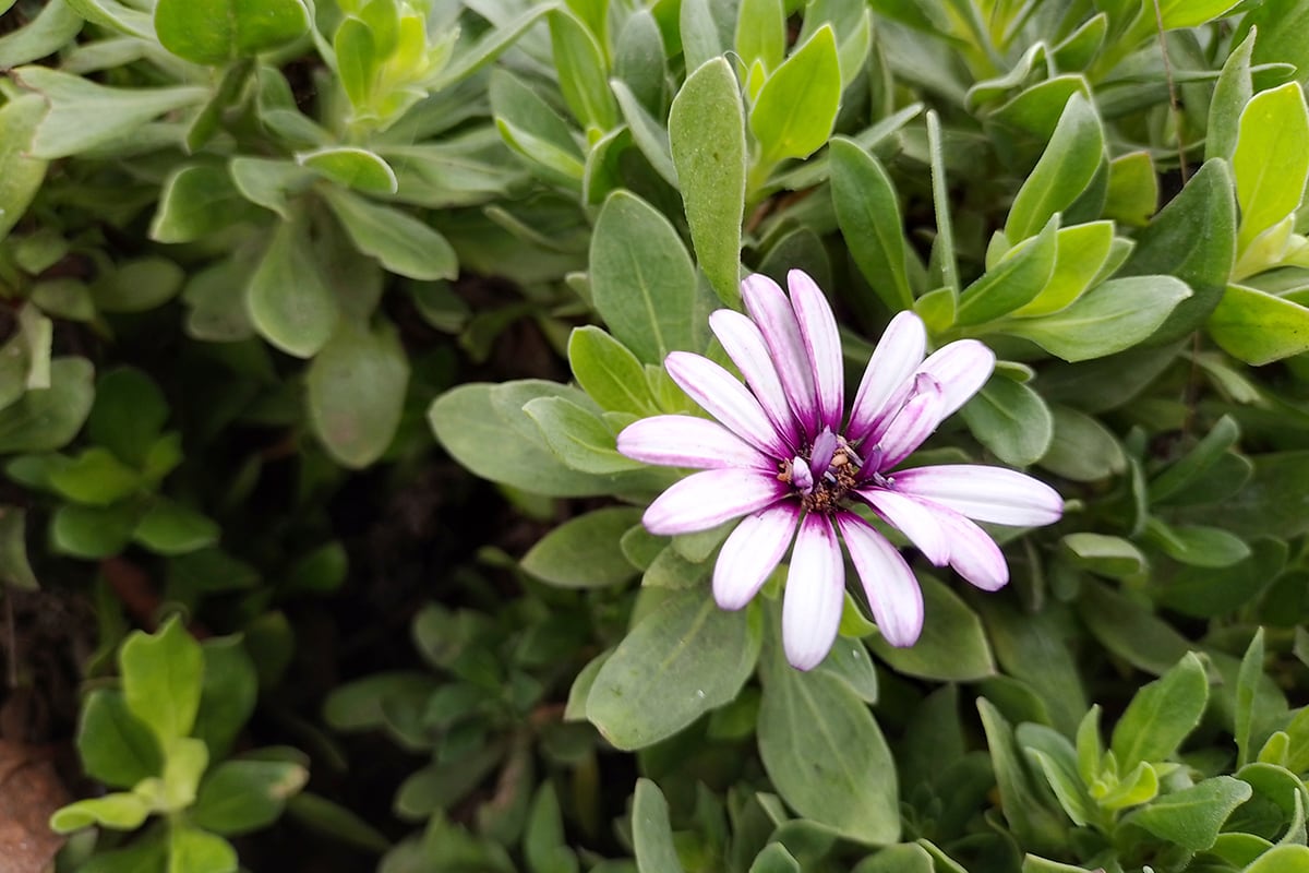 Así toma las fotos el ZTE Blade V40 Vita. (Foto: MAG - Rommel Yupanqui)