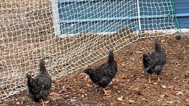 El suceso inexplicable que vivió una mujer al notar que sus gallinas quedaron “inmovilizadas”