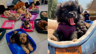 ¡No más frío! Dentitoy realiza donación de camas y mantitas a perros de albergues afiliados a WUF