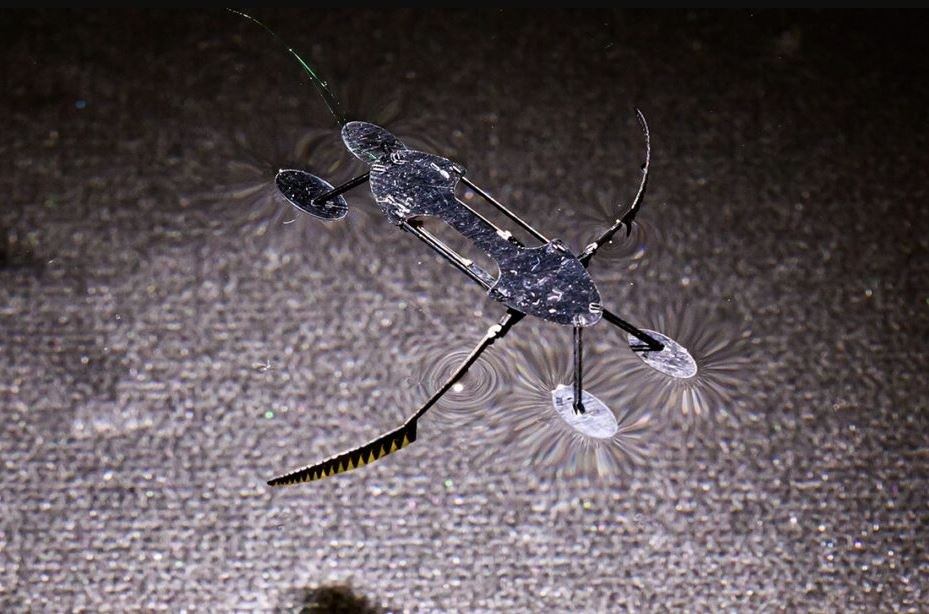 El zancudo de agua pesa 55 miligramos y puede moverse a 6 milímetros por segundo. (Foto: WSU)