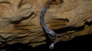 Una cueva donde las serpientes cuelgan sobre tu cabeza