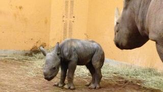 Rinoceronte negro bebe es la nueva esperanza para recuperar la especie