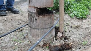 Av. Javier Prado: cinco palmeras han sido dañadas [FOTOS]