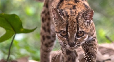 Descubren una nueva especie de felino, la primera en más de un siglo: es más pequeño que un gato doméstico y vive en Bolivia