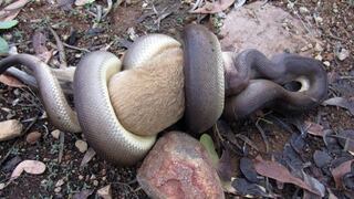 Australia: Captan a serpiente pitón devorando a un canguro