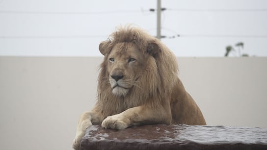 El nuevo Parque de las Leyendas en Huachipa