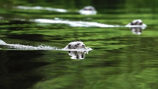Cocha Cashu: ¿Cómo es la estación biológica más antigua del Perú?