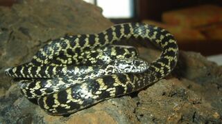Las tres nuevas especies de serpientes descubiertas en Galápagos | FOTOS