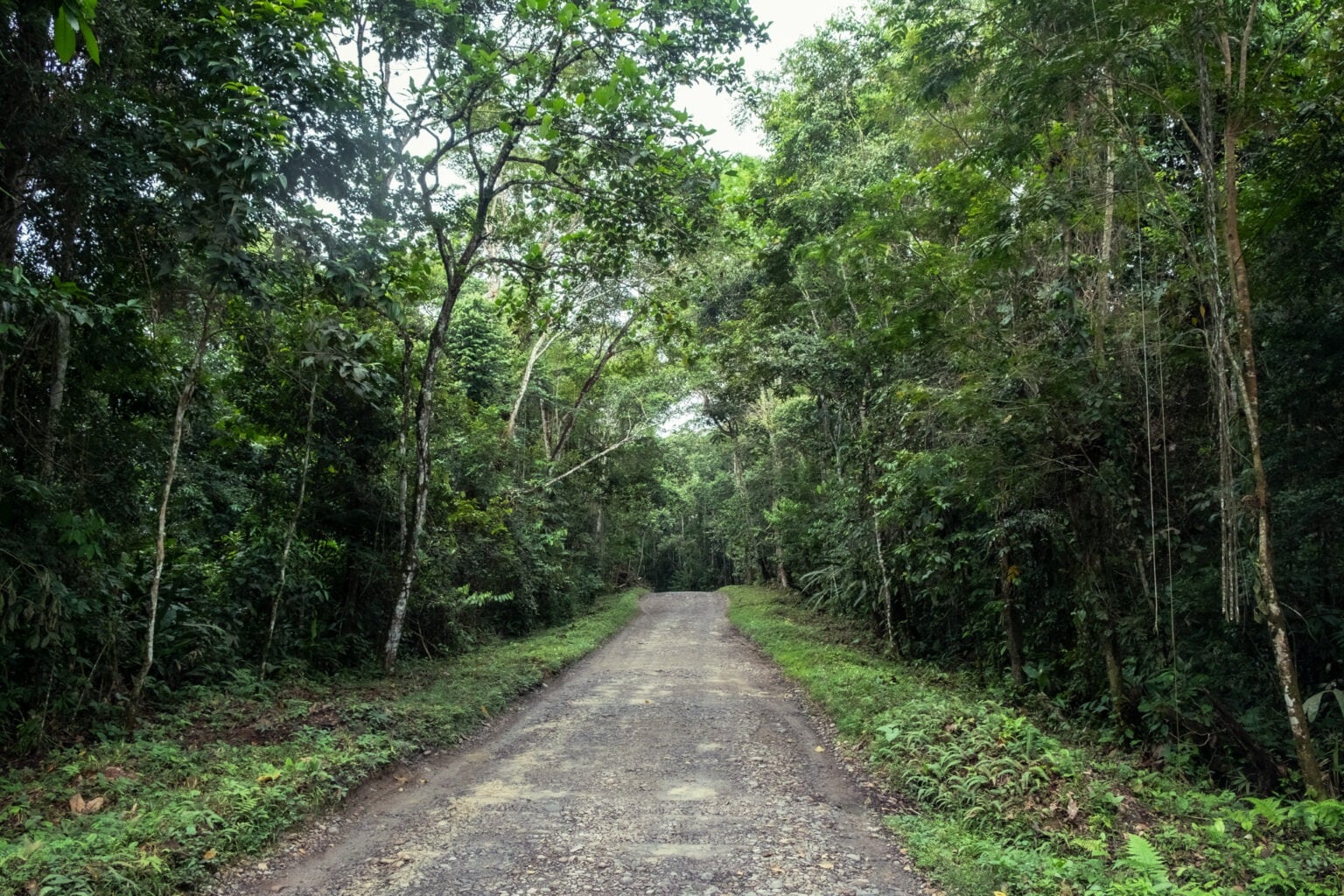 Por esta trocha está pensada la construcción de la Marginal de la Selva. Crédito: Sergio Alejandro Melgarejo.