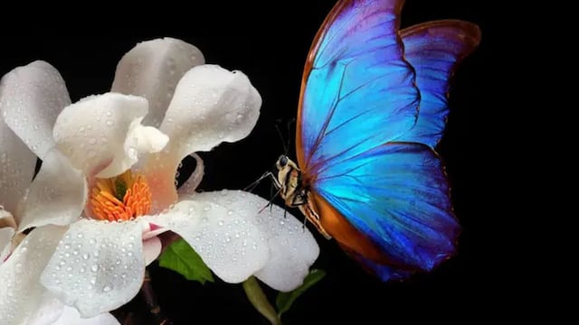 Las astutas técnicas de las flores para atraer a los insectos y que les ayuden a reproducirse