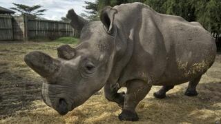 Buscan salvar al rinoceronte blanco usando células madre