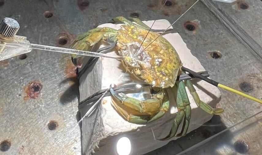 Pruebas de dolor en un cangrejo de mar común. Se realizaron para medir las reacciones en el cerebro.