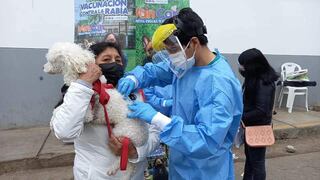 Lima Sur: más de 52.000 canes fueron vacunados contra la rabia en 13 distritos el fin de semana