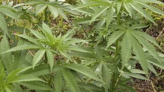 Florida aprueba uso de marihuana medicinal