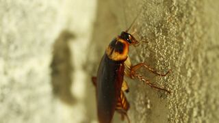 Las cucarachas se están volviendo invencibles: ahora son resistentes a casi todos los insecticidas