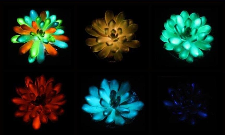 Las suculentas brillan en tonos de rojo, verde, azul y más después de estar impregnadas de partículas de fósforo que absorben y liberan lentamente la luz.