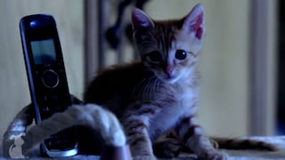 YouTube: mira esta parodia de Scream protagonizada por gatos