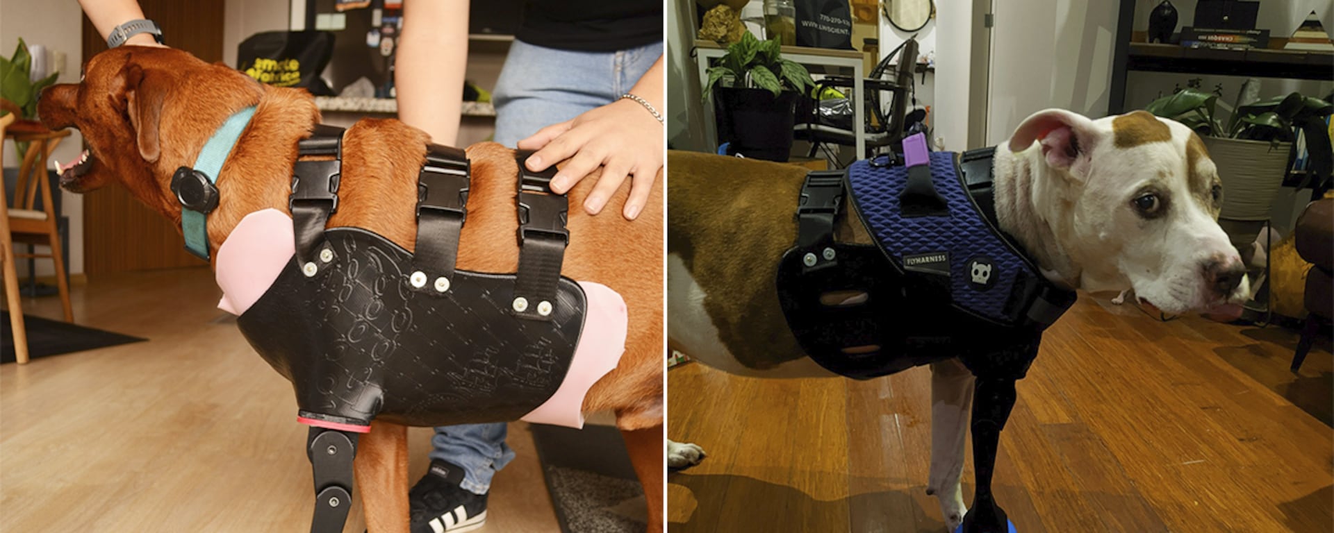 “No caminaba, ahora juega”: cómo estas prótesis hechas en Perú y 20 veces más baratas que las importadas devuelven la alegría a los perros