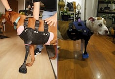 “No caminaba, ahora juega”: cómo estas prótesis hechas en Perú y 20 veces más baratas que las importadas devuelven la alegría a los perros