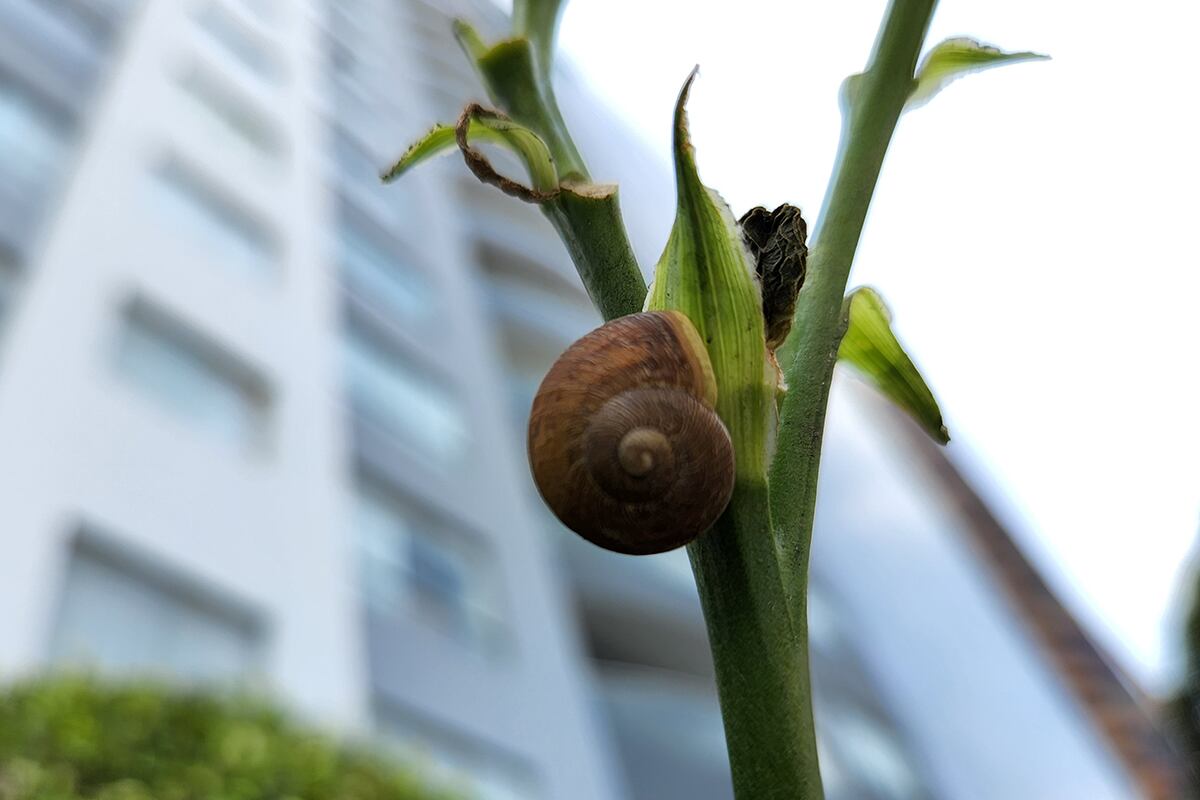 Así toma las fotos el Samsung Galaxy S22 Plus. (Foto: MAG - Rommel Yupanqui)