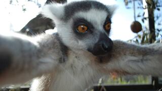 Ahora un lemur se tomó un selfie