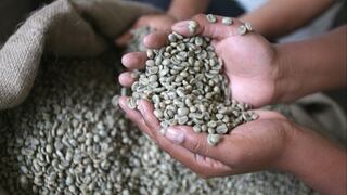 Cosecha de café caería 18% en 2014 por secuela de la roya amarilla