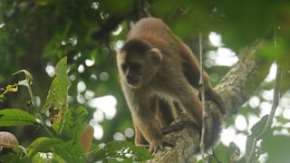 El mono machín de Tumbes ingresa a la lista de primates más amenazados del mundo