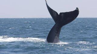 Piura: biólogos siguen en busca de ballena atrapada en red de pesca