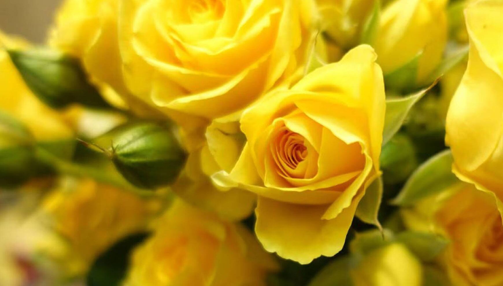 Conoce el porqué de las flores amarillas el 21 de septiembre, su significado y qué se celebra en este día. (Foto: Pixabay)