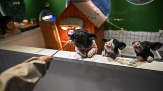 Mapaches, mini pigs, reptiles y más: las peculiares ‘mascotas’ de las cafeterías temáticas en China
