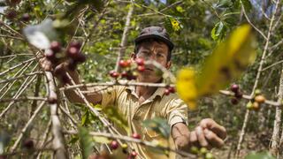 Café y cacao sostenibles: líderes se reunirán en Lima por oportunidades libres de deforestación