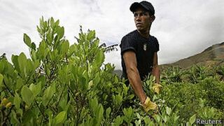 Colombia: lo que está detrás de la disminución de los cultivos de coca