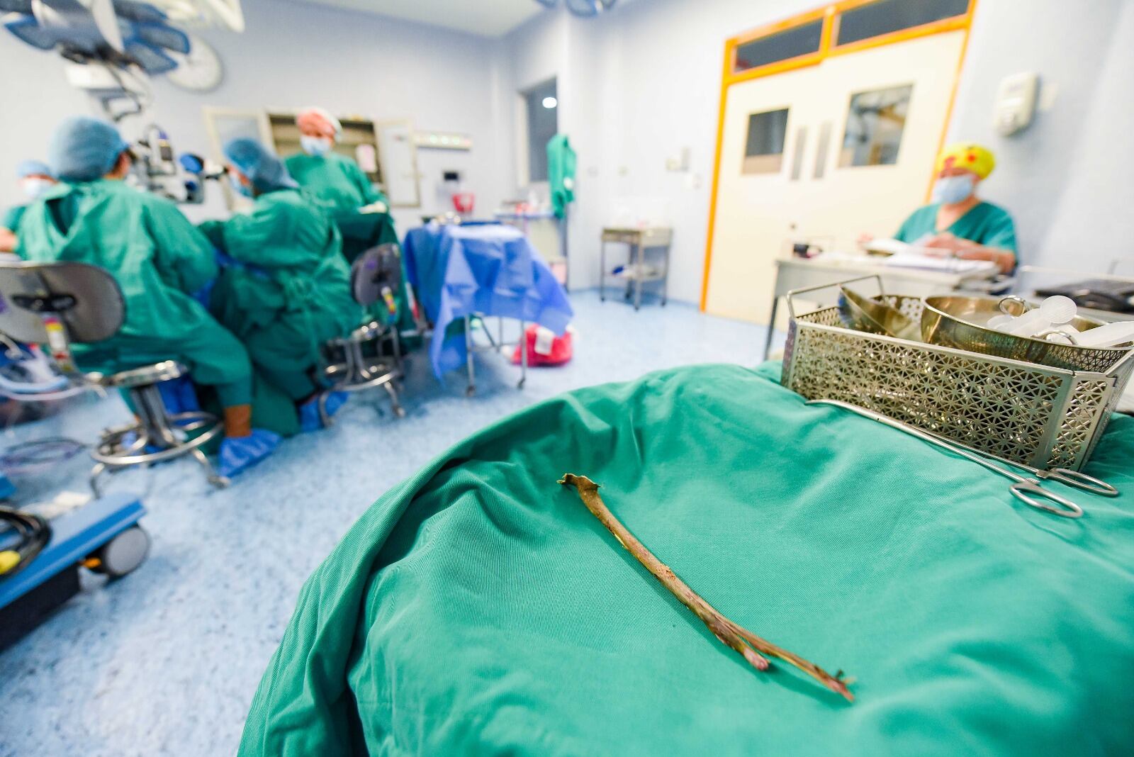 El menor, quien vive en Kimbiri, La Convención - Cusco, trepó un árbol de mangos para intentar alcanzar esta fruta. (Foto: Difusión)