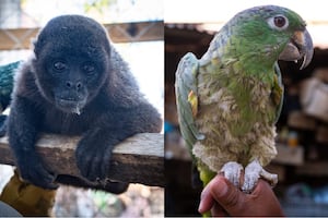 Animales rescatados en Áncash