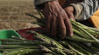 AGAP: productores de espárragos, café y limón cerrarían sus cosechas por nueva ley agraria