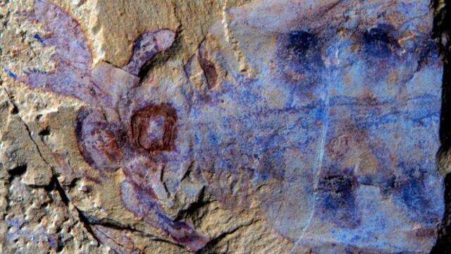Descubren cerebro fosilizado del primer depredador conocido
