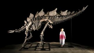 ¿Te gustaría tener un dinosaurio en casa? Subastarán un esqueleto de 150 millones de años