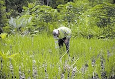 AGAP anuncia “Tierra Firme”: espacio digital para poner en agenda avances y perspectivas del sector agrario