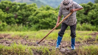 Agricultura amazónica con problemas para exportar sus productos a Europa. ¿qué obstáculos y desafíos enfrenta el sector?