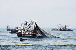 Pesca | Anchoveta