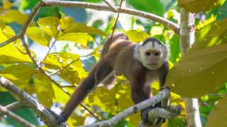 COP16: dos opciones se discuten para lograr la movilización de recursos para detener la pérdida de biodiversidad