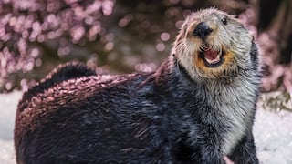 La nutria marina de California, en riesgo por la revisión de la ley que la protege