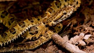Perú: nueva especie de serpiente endémica y otros hallazgos en Bahuaja Sonene | FOTOS