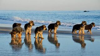 Conoce la increíble isla llena de cachorros que esperan ser adoptados