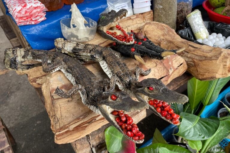 En el mercado de Belén, el principal centro de abastos de la región de Loreto, se comercializan especies de fauna silvestre ilegalmente. Foto: Geraldine Santos