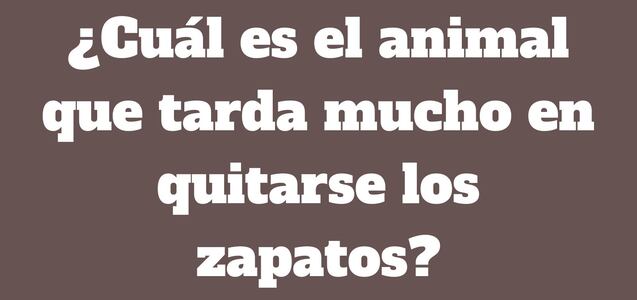 El 6% lo resolvió a tiempo: ¿Cuál es el animal que tarda mucho en quitarse los zapatos?